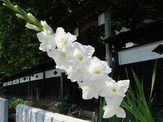 労災 労働災害 社会保険に関することなら栃木県の大塚労務管理事務所 特集アスベスト