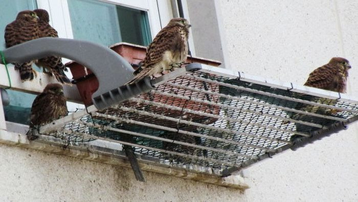 A Falcon Outside The Window (6 pics)