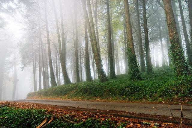 10|12.2007 a quest through the magic forest by Matilde B.