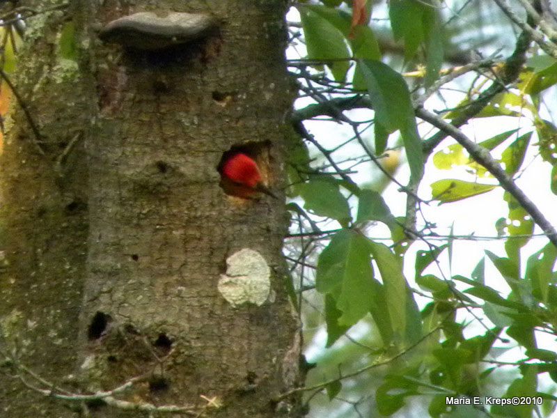 Red-bellied Woodpecker