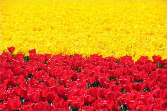 Beautiful Tulip Fields