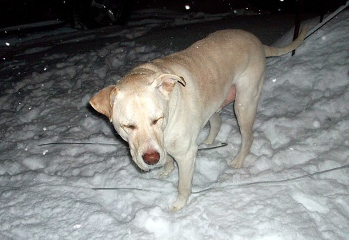 Zeus_Snow_2111