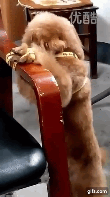 犬を椅子に縛り付け 無抵抗な状態で力いっぱい殴る男 目を覆いたくなる その卑劣な行動に憤りを覚える Petfun 動物やペットに関する情報サイト