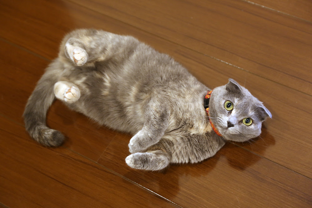 寝てる時や起きてる時に猫の背中がピクピク痙攣する本当の理由