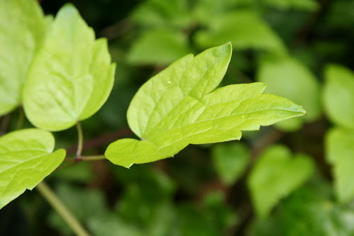 Leaf