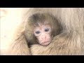 画像をダウンロード 赤ちゃん 猿 291722-赤ちゃん 猿に襲われ死亡