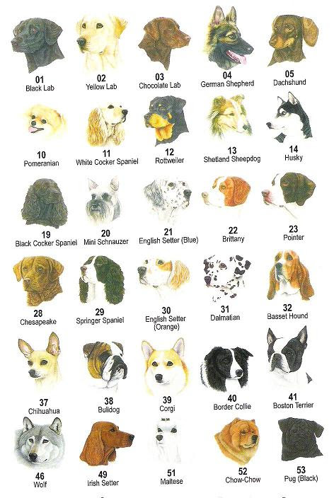 different breeds of dogs attitude