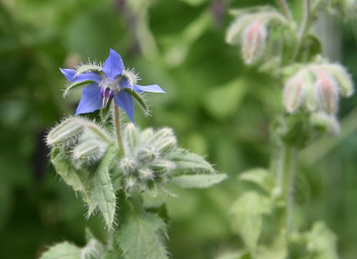 borage plant