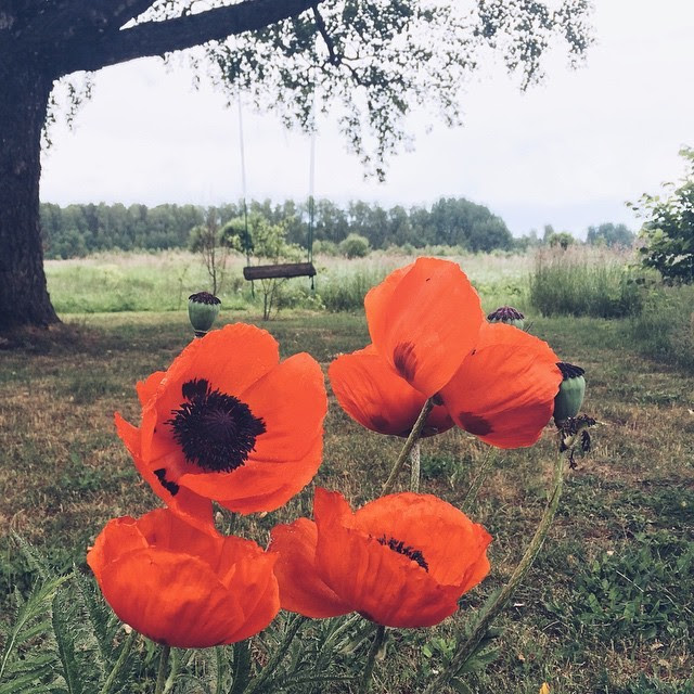 deepofthebed:

▫️ 🔴 #poppy #nature #flowers #still #VSCOcam #swings #home #latvia
