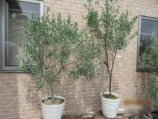 府中オリーブ園 オリーブ苗販売しています