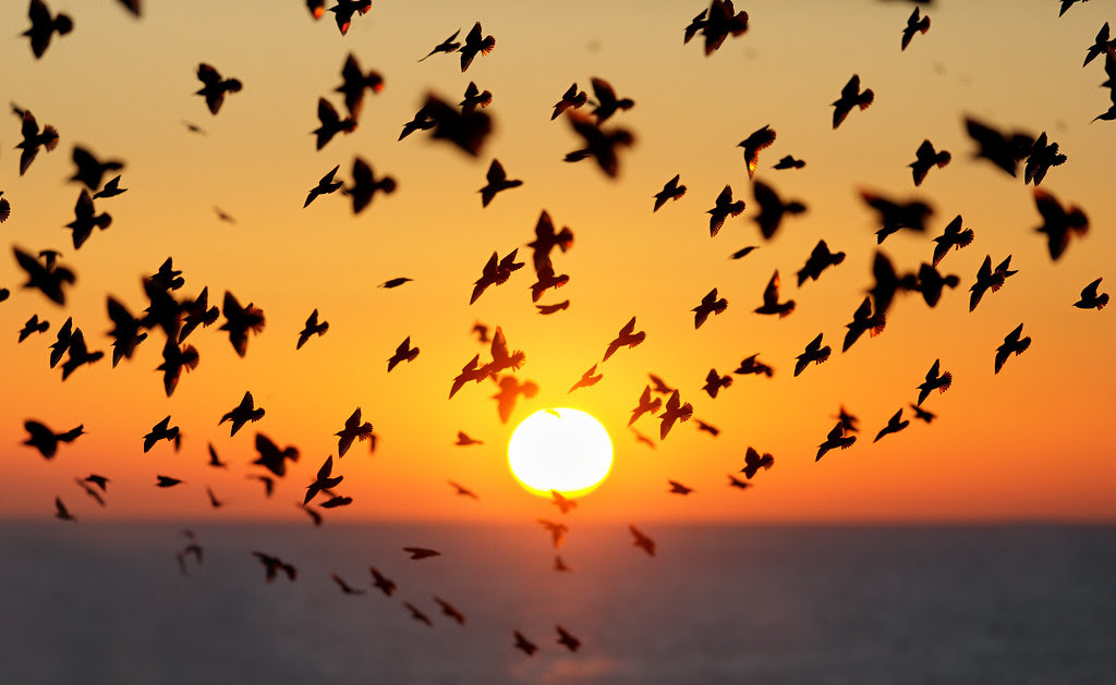 Starling Silhouettes, Brighton