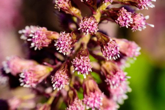 benefits-of-butterbur