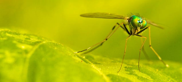 The Many Ways We're Using Mutant Mosquitos to Eradicate Disease