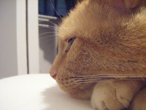 Macro Kitteh!