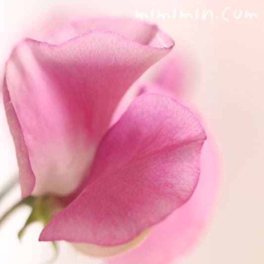 スイートピーの花の写真 花言葉 名前の由来 みみみんブログ