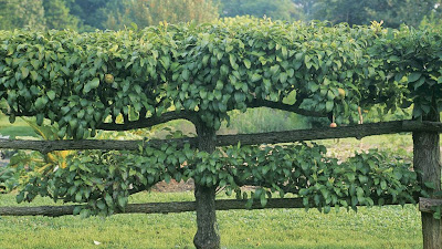 How To Espalier An Apple Tree

