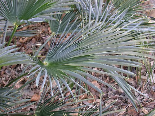 Frozen palm leaf