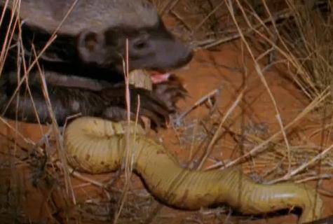 honey badger lion. Multimedia honey badger fighting lion. honey badger lion. Multimedia