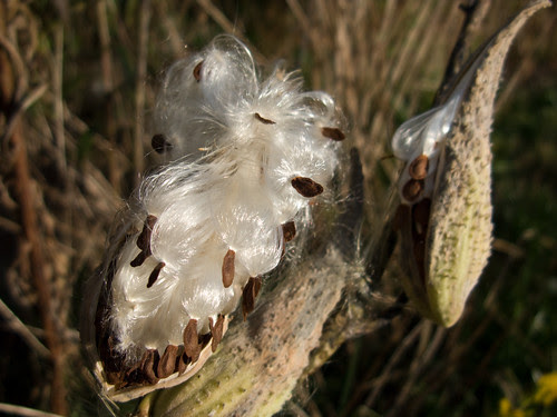 gone to seed