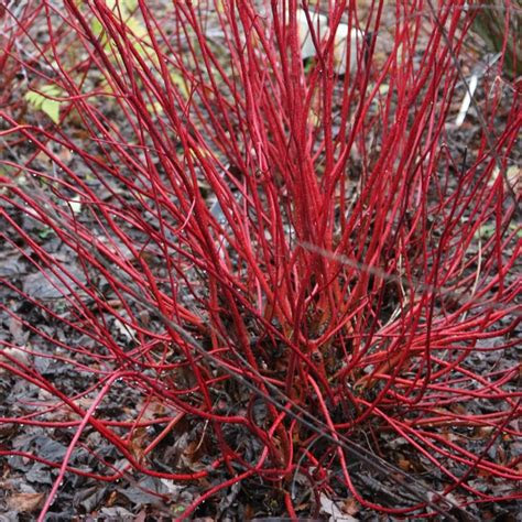 Shiny and dark green with a dark red midrib . Buy red-barked dogwood Cornus alba 'Sibirica': Delivery by