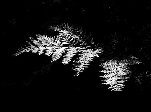 black and white backgrounds for computer. Black amp; white Wallpaper