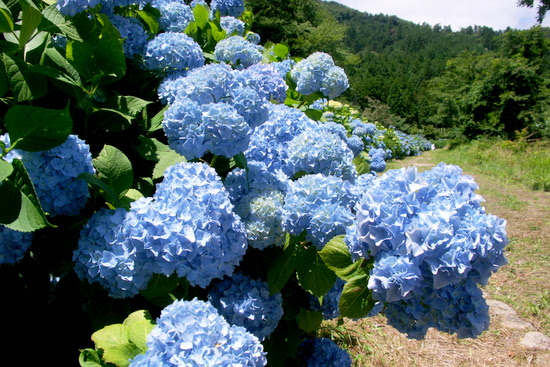 余呉湖あじさい園 ぶらり旅