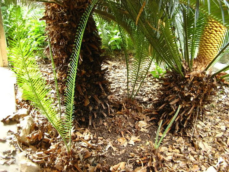Can Sago palm pups be separated from mother plant?