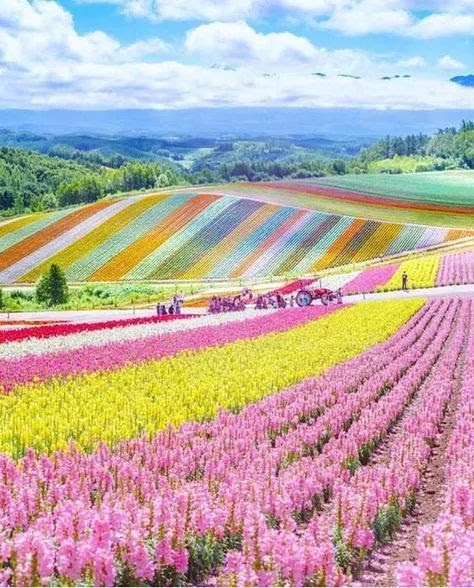 五月花海 美到窒息 文化中国