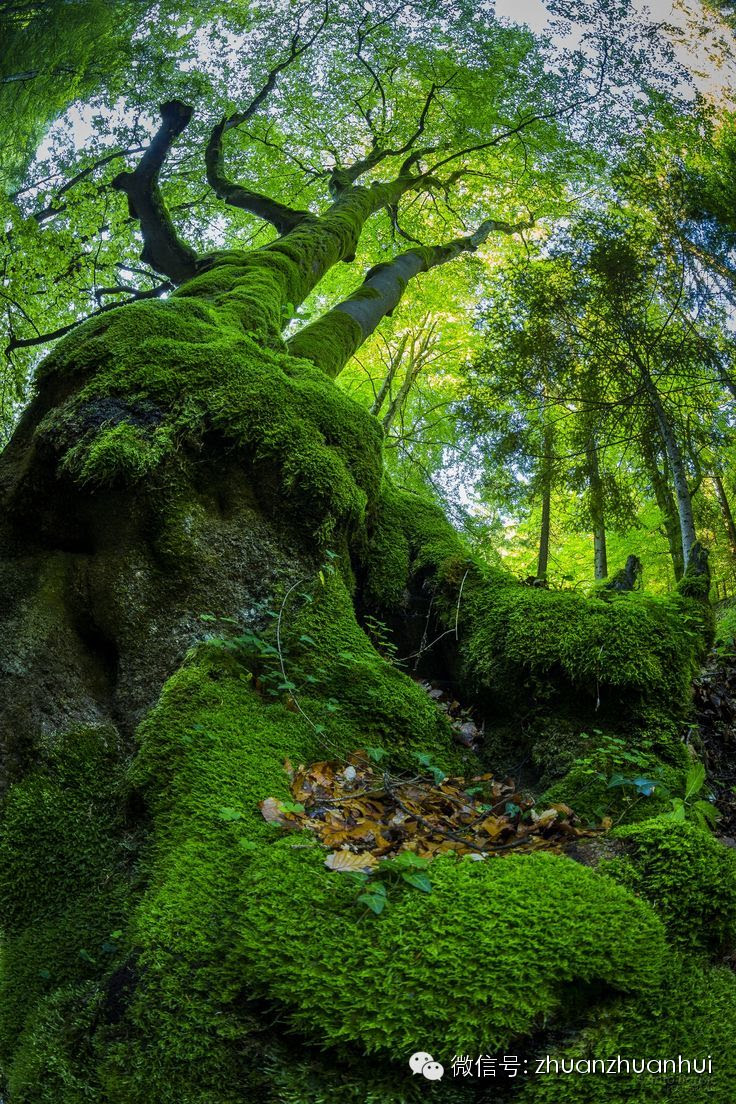 苔痕上阶绿