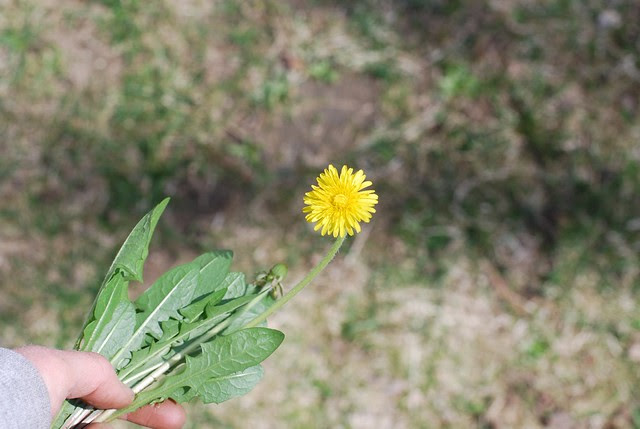 dandelion