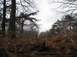 Tower Grove Park from ground cover