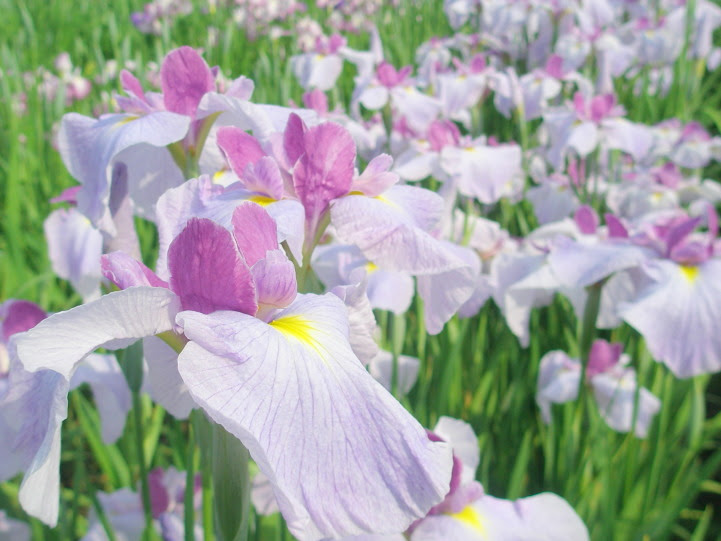 梅雨時の花図鑑