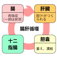 腸肝循環 コレステロール分解 排泄のメカニズム