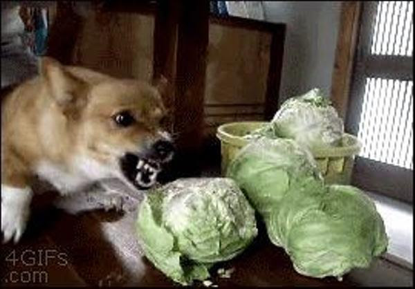 キャベツの芯に差し掛かったことで入れ歯が取れかけよろけてしまったシルバー犬 犬へのボケ ボケて Bokete