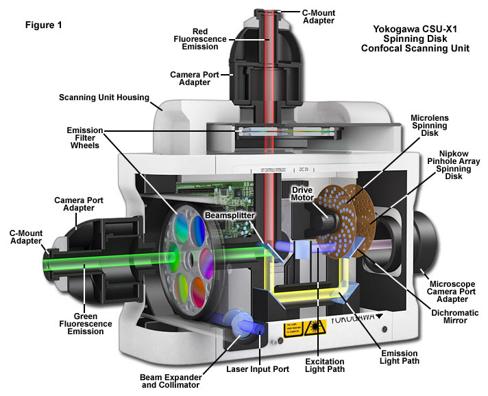Microscope With Labeled Parts And Functions - Micropedia