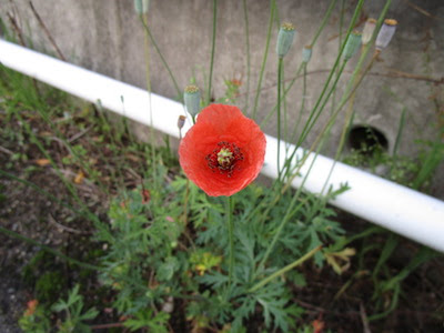 猛威をふるうナガミヒナゲシ おおた鍼灸院 良町漢方薬店