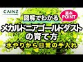 ++ 50 ++ ゴールド ダスト 393580-ルームピア ダストルーパー ゴールド