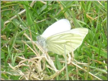 Green-Veined White butterfly
