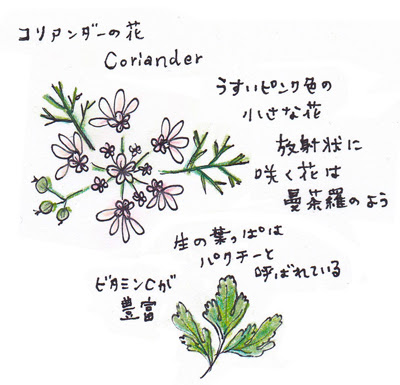 ベランダ自給菜園 Vol 01 コリアンダーの花 Kicodesign