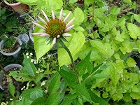 １０月１３日の誕生花 エキナセアの花言葉 深い愛 花弁の垂れ下がるユーモラスな花が あなたの痛みを癒します 弥生おばさんのガーデニングノート 花と緑の365日 楽天ブログ