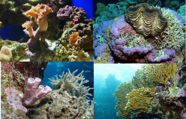 Rainforests of the Sea - Coral Reefs | Facts For Kids, Wild Life