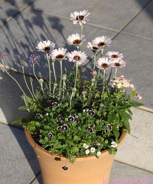 向上心 ローダンセマムとネモフィラの寄せ植え