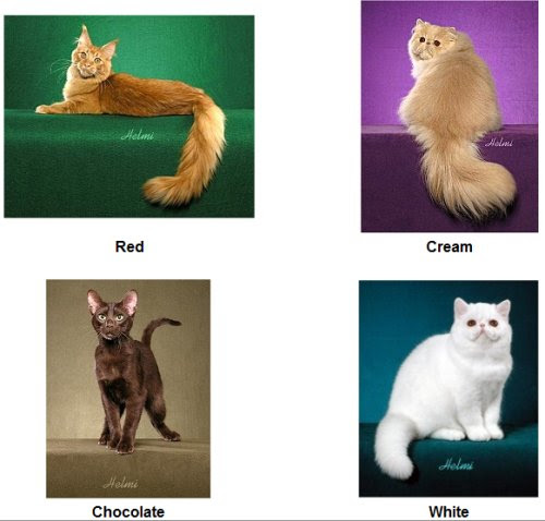 solid cat coats
