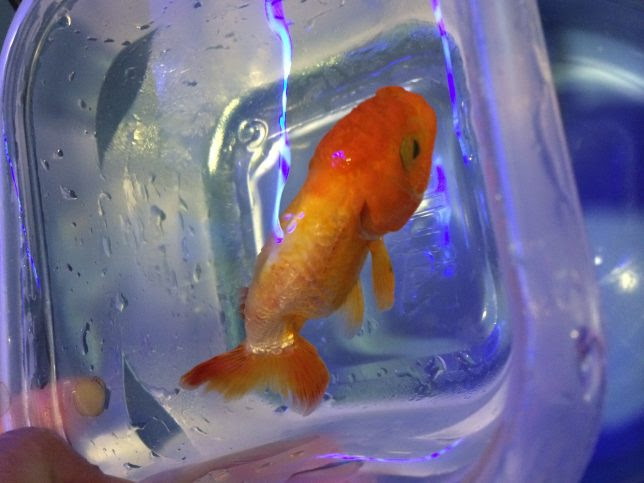 穴あき病 この病気も早期発見したい 適当金魚