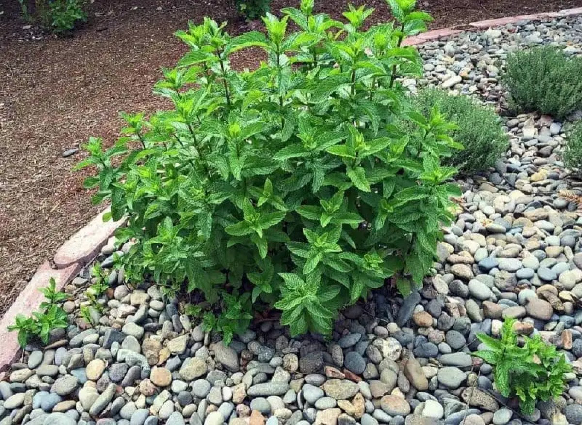 10 Reasons to Grow Mint (Without Fear)