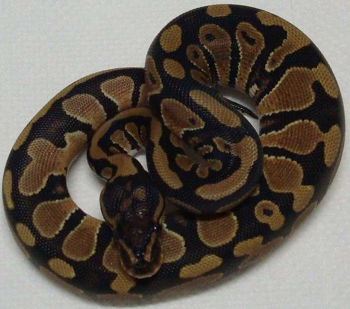 ２０１３年ボールパイソン産卵記録