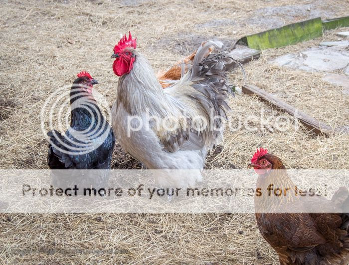  photo DSC_0210-1.jpg