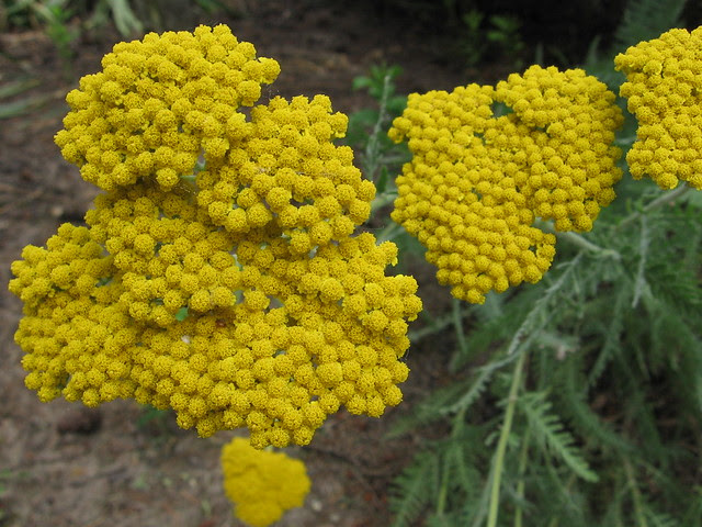 Marigold 6