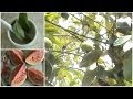 minuman herbal obat masuk angin