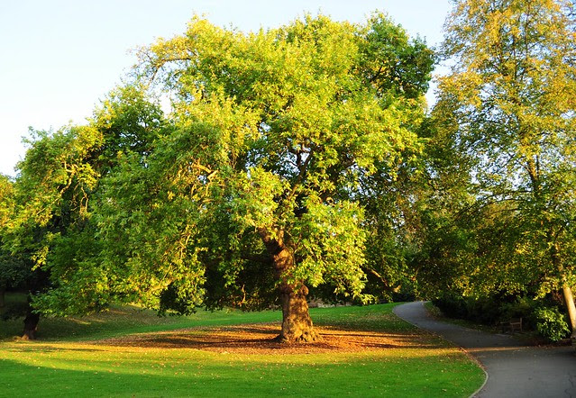R park
